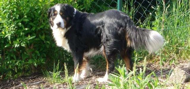 Der alte Hund – ein Traumhund Der alte Hund – ein Traumhund