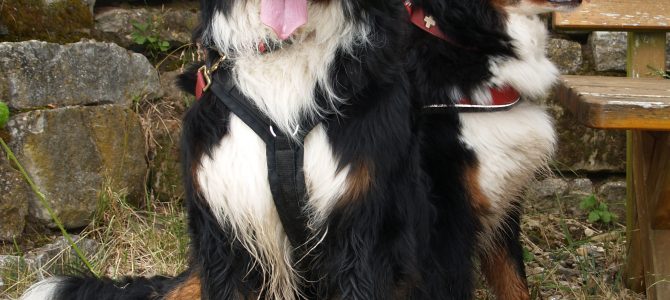 Vom Angsthund zum Traumhund Vom Angsthund zum Traumhund