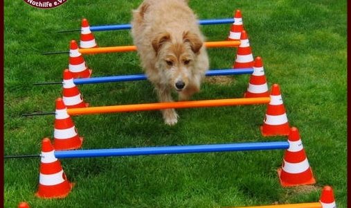 Agility – Geschicklichkeit und Körpertraining – Reifen, Wippe, Cavaletti Agility – Geschicklichkeit und Körpertraining – Reifen, Wippe, Cavaletti