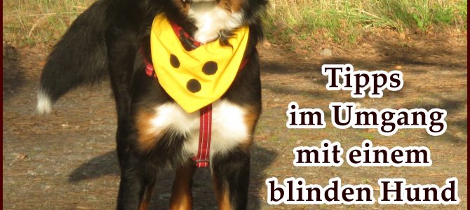 Tipps und Erfahrungen im Umgang mit einem blinden Hund Tipps und Erfahrungen im Umgang mit einem blinden Hund