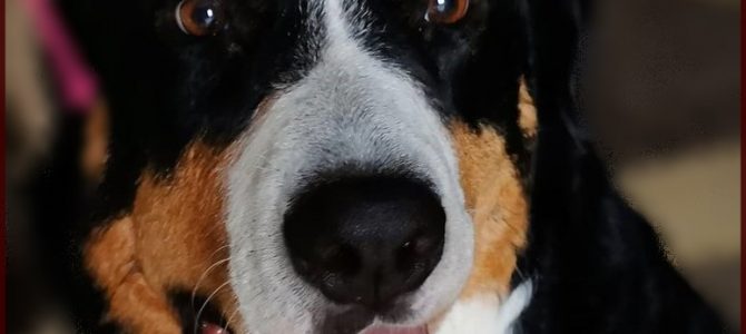 Hilfe für Boomer – wir brauchen Ihre Unterstützung Hilfe für Boomer – wir brauchen Ihre Unterstützung