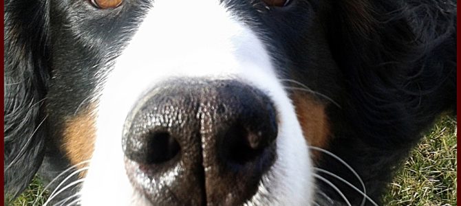 Nasenarbeit / Schnüffelspiele – Beschäftigung durch Futtersuche Nasenarbeit / Schnüffelspiele – Beschäftigung durch Futtersuche
