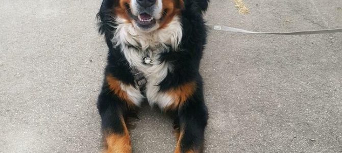 Berner Sennenhund vermisst! BELOHNUNG! Berner Sennenhund vermisst! BELOHNUNG!