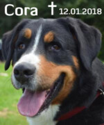 Cora