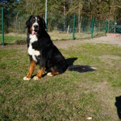 Pelle - Berner Rüde, kastriert, geb. 12/18 - sucht ein neues ruhiges abgelegenes Zuhause und wartet nun in einer Tierpension auf seine neue Familie