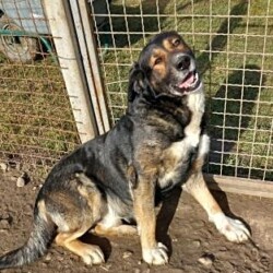 RESERVIERT***Meda -Sennenhund Mix aus Serbien, geb. 2020, nicht kastriert, freundlich, verschmust, sehr verträglich mit Artgenossen und leinenführig