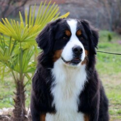 RESERVIERT *** Bitte nicht mehr bewerben ! ***Lili - Berner Sennenhündin, geb. 03 2020, nicht kastriert, freundlich+kuschelig, mag keine lauten Geräusche - sucht deshalb ein ruhiges Zuhause