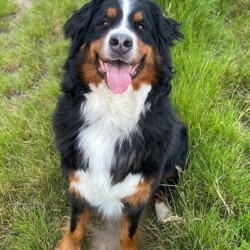 RESERVIERT *** Bitte nicht mehr bewerben *** Lotta – geb. 06 2018, kastriert, ruhige und verschmuste Berner Sennenhündin sucht ein neues Zuhause, wo sie nicht mehr so oft und lange alleine ist
