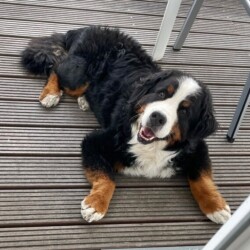 RESERVIERT***Charly - Berner Sennenhund, Rüde, geb. 11 2014, verträglich mit Kindern und Hündinnen, sucht ein neues Zuhause