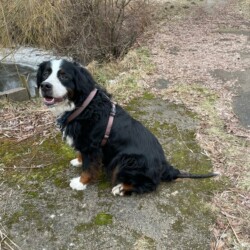 Samu - Berner Sennenhund Rüde, nicht kastriert, geb. 09 2021, verträglich mit Rüden und Hündinnen, ist nicht gerne alleine - braucht ein neues Zuhause