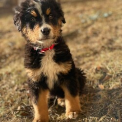 RESERVIERT *** bitte nicht mehr bewerben ! *** Red - Berner Mix Welpe - geb. ca. 10 2025 - Rüde - z.Zt. noch in der Slowakei ** hat bereits ein Körbchen mit Bleibeoption ! **