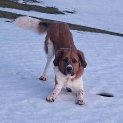 Daisy - liebe, verschmuste, sensible und eher vorsichtige 1-jährige Bernhardiner oder Bernhardiner Mix Hündin sucht ein neues Zuhause