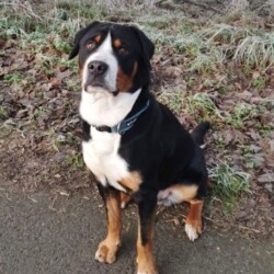 Paule - Großer Schweizer Sennenhund, Rüde, geb. 07 2023, kastriert bei Abgabe, hat Epilepsie (erster und bis jetzt einziger Anfall Anfang April)