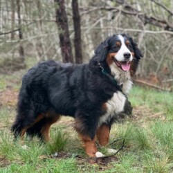 Lora (Hillary), Berner Sennenhündin, sterilisiert, geb. 08 2019, sanft und zurückhaltend, aktuell in der Obhut einer ukrainischen Hilfsorganisation Lora (Hillary), Berner Sennenhündin, sterilisiert, geb. 08 2019, sanft und zurückhaltend, aktuell in der Obhut einer ukrainischen Hilfsorganisation