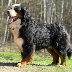 Karim, Berner Sennenhund, Rüde, geb. 05 2021, nicht kastriert, fröhlich und aktiv, sucht ein neues Zuhause