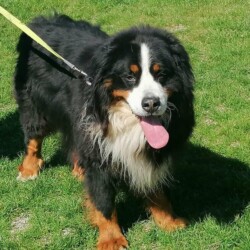Lucky, Berner Sennenhund, Rüde, nicht kastriert, geb. 10 2019, nett und verschmust