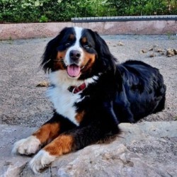 *** RESERVIERT *** Amy – Berner Sennenhündin, geb. 06 2020, kastriert - liebevoll, unkompliziert und menschenbezogen sucht ein ruhiges Zuhause