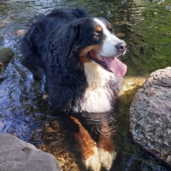 RESERVIERT *** Betty - 6-jährige liebe Berner Sennenhündin, geb. 05 2019, kastriert, sucht ein neues Zuhause RESERVIERT *** Betty - 6-jährige liebe Berner Sennenhündin, geb. 05 2019, kastriert, sucht ein neues Zuhause