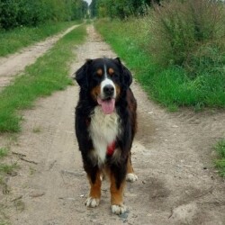 RESERVIERT *** Bommel - 11-jähriger lieber treuer Berner Sennenhund Rüde, geb. 08 2014, nicht kastriert, sucht ein neues Zuhause RESERVIERT *** Bommel - 11-jähriger lieber treuer Berner Sennenhund Rüde, geb. 08 2014, nicht kastriert, sucht ein neues Zuhause