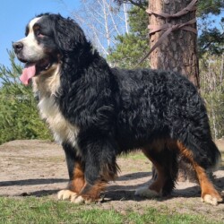 *** Vermittlungshilfe *** für: Hosha (Hogar) - Berner Sennenhund, Rüde, nicht kastriert, geb. 01 2020, aktuell in der Obhut einer ukrainischen Hilfsorganisation