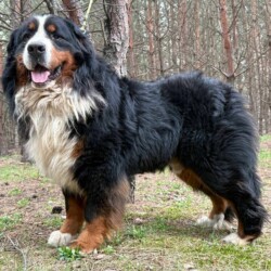 *** Vermittlungshilfe *** für: Zhorik (Georg), Berner Sennenhund, Rüde, nicht kastriert, geb. 05 2023, aktuell in der Obhut einer ukrainischen Hilfsorganisation
